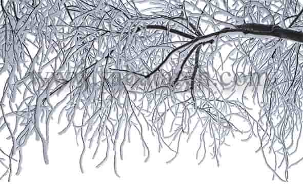 دانلود تصویر درخت در زمستان